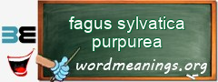 WordMeaning blackboard for fagus sylvatica purpurea